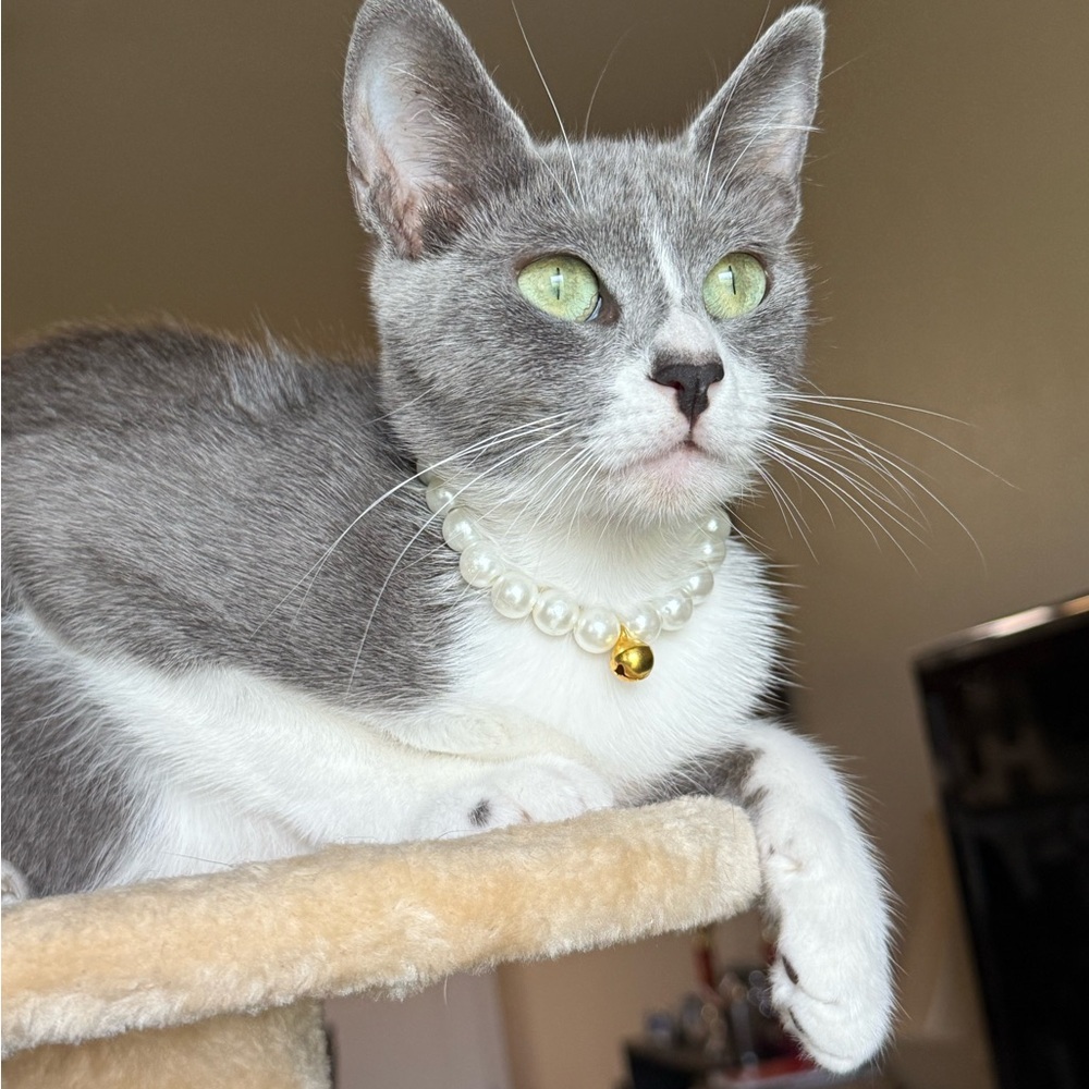 Elegant Cat Faux Pearl Necklace/ Collar with Gold Accent